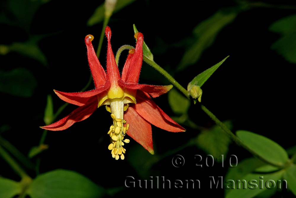 Aquilegia formosa