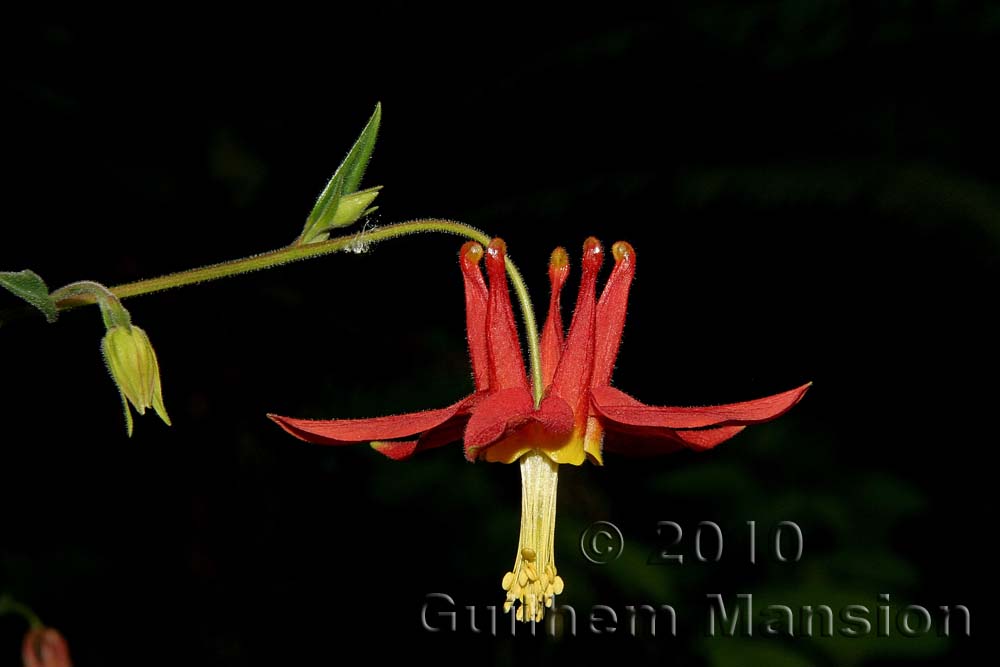 Aquilegia formosa