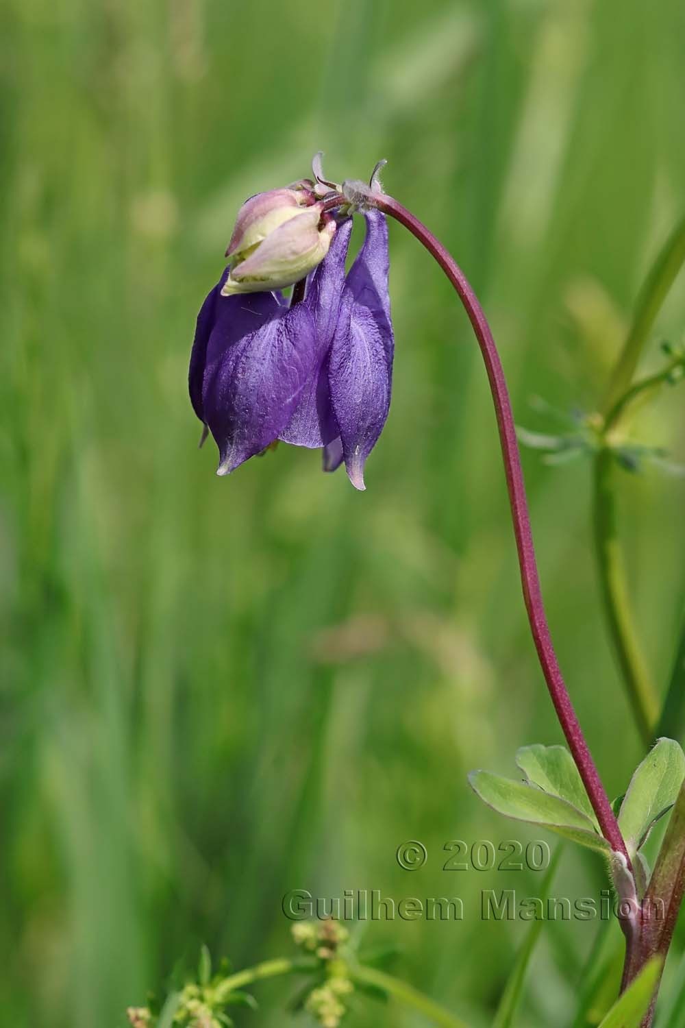 Aquilegia vulgaris