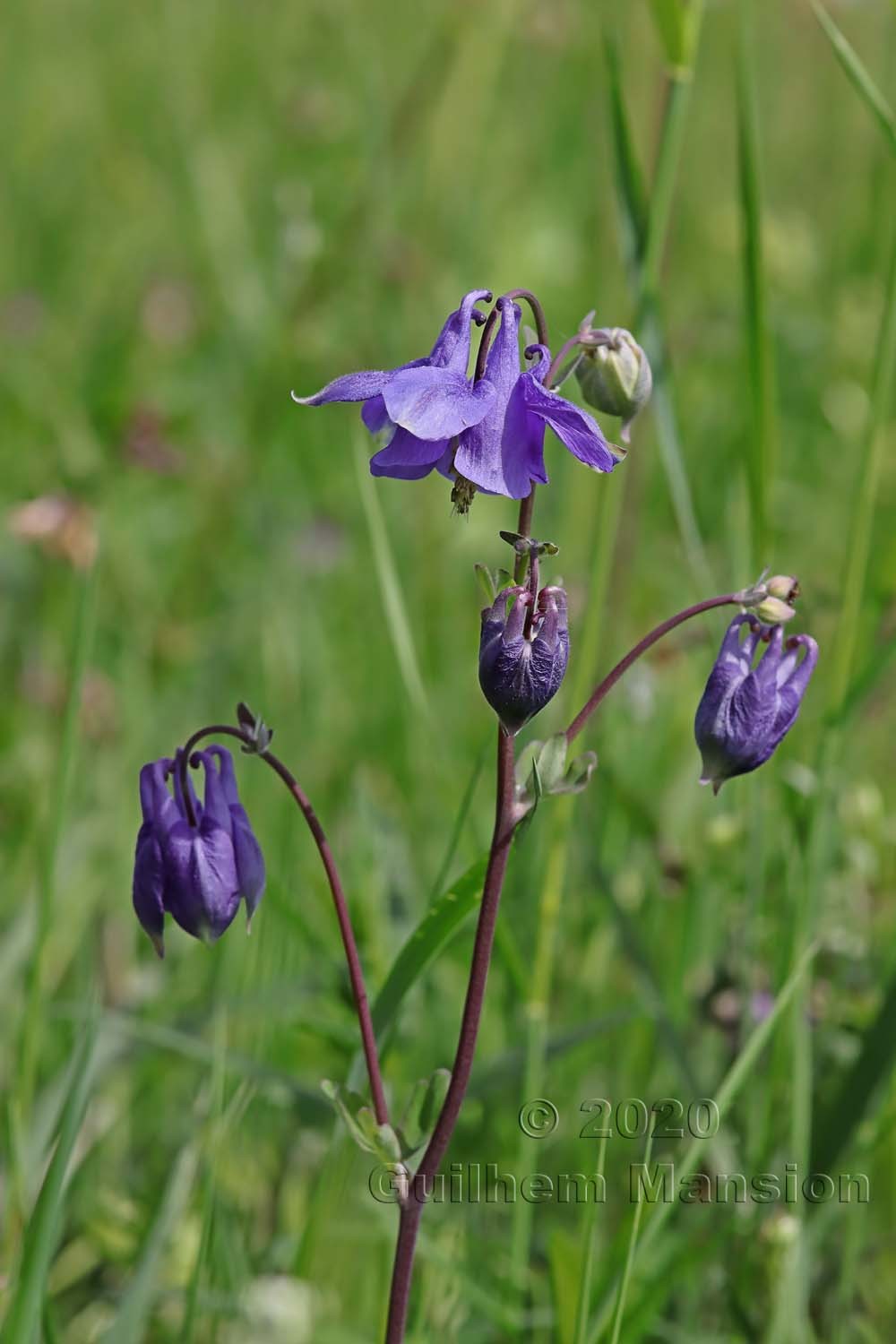 Aquilegia vulgaris