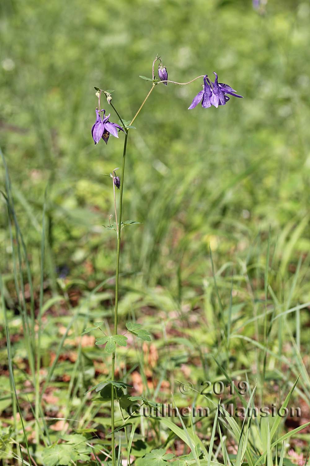 Aquilegia vulgaris