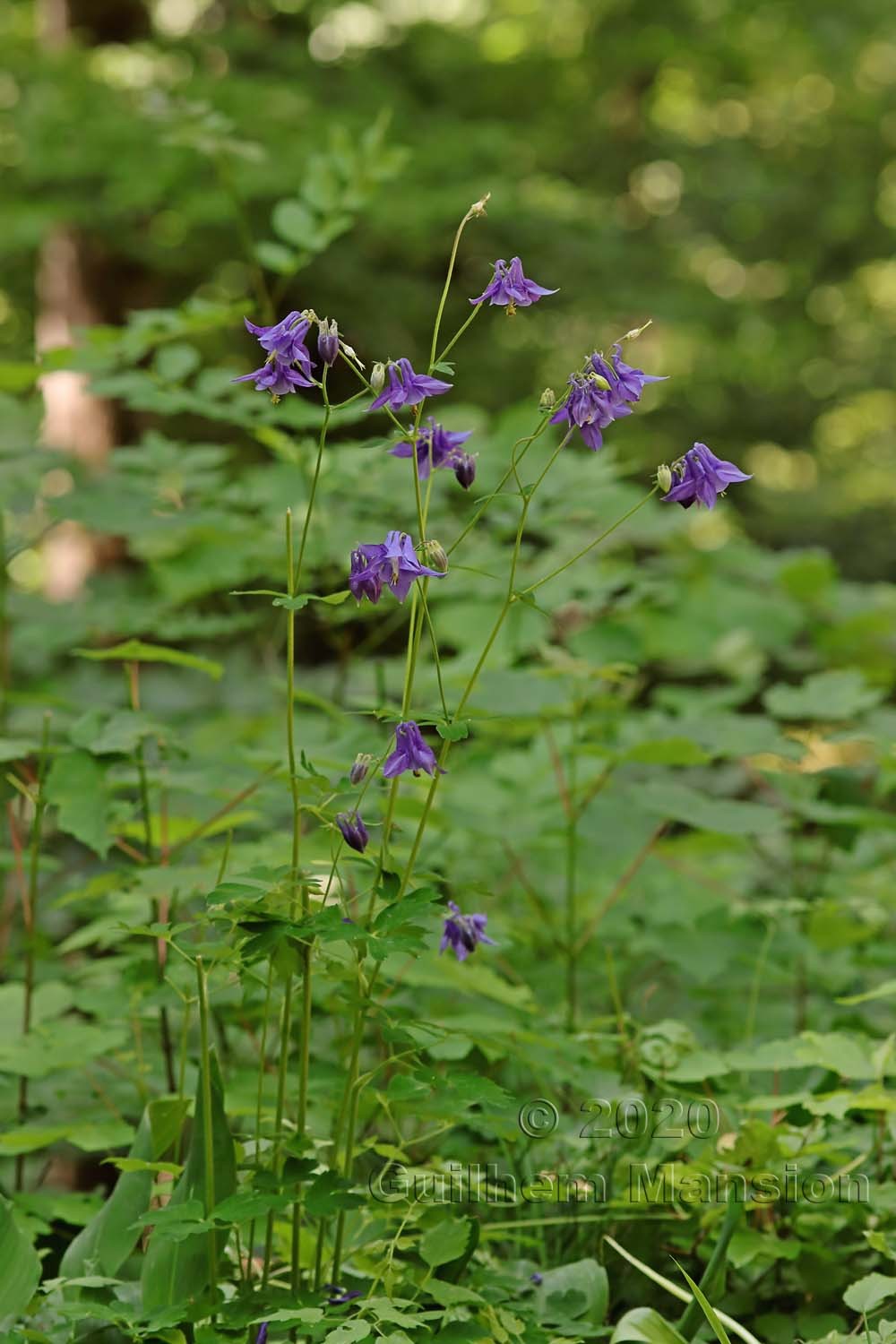 Aquilegia vulgaris