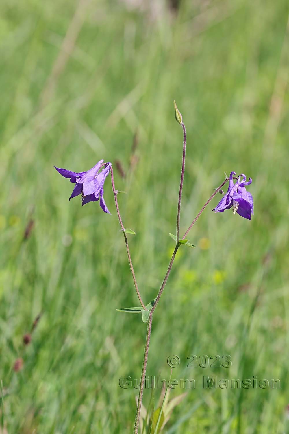 Aquilegia vulgaris