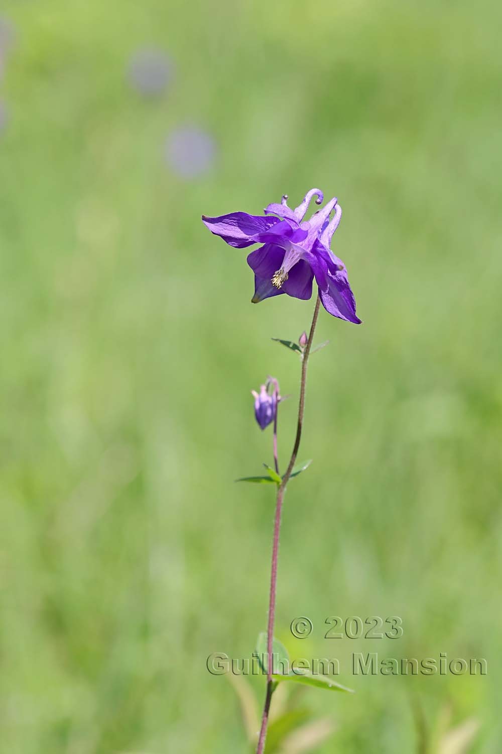 Aquilegia vulgaris