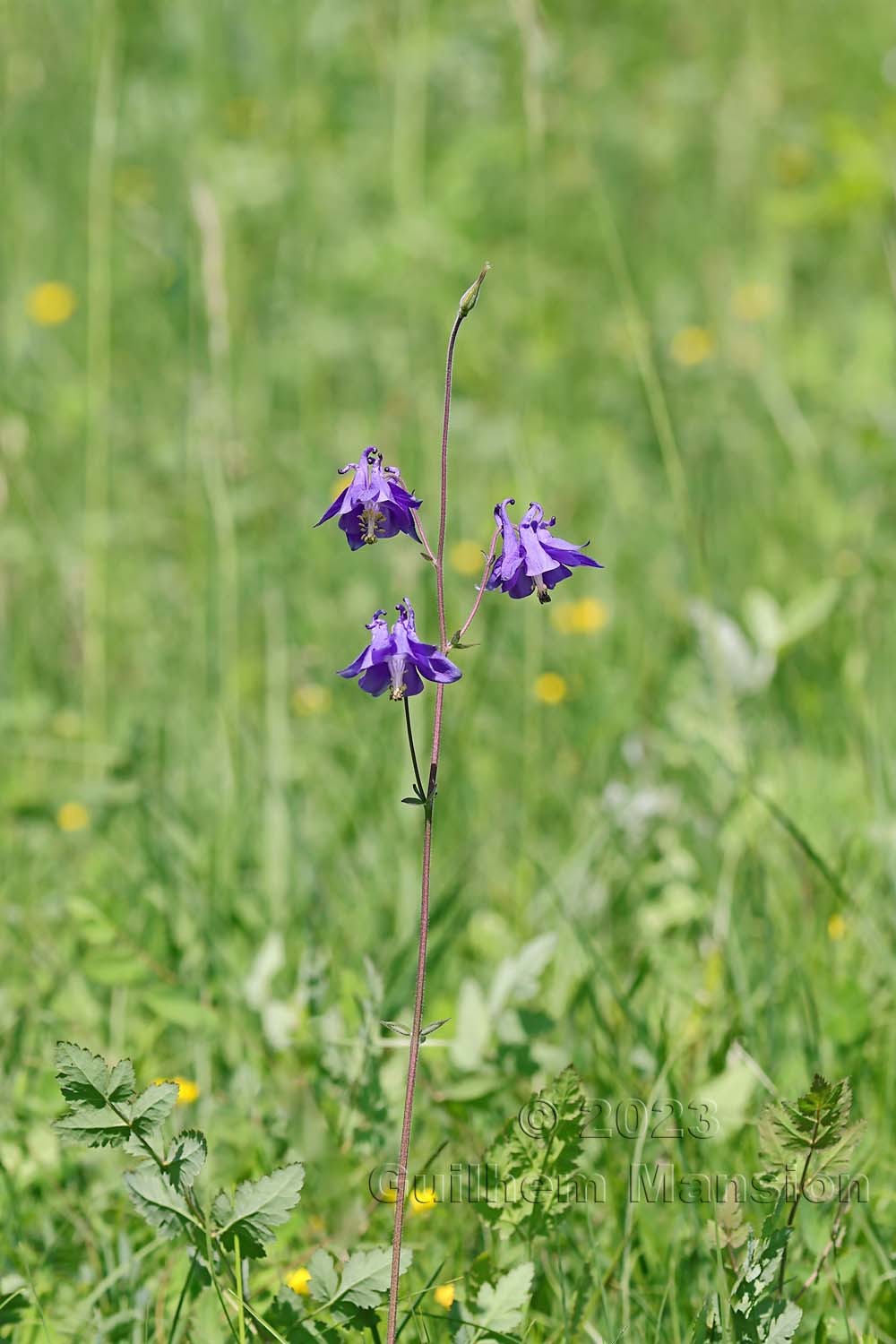 Aquilegia vulgaris