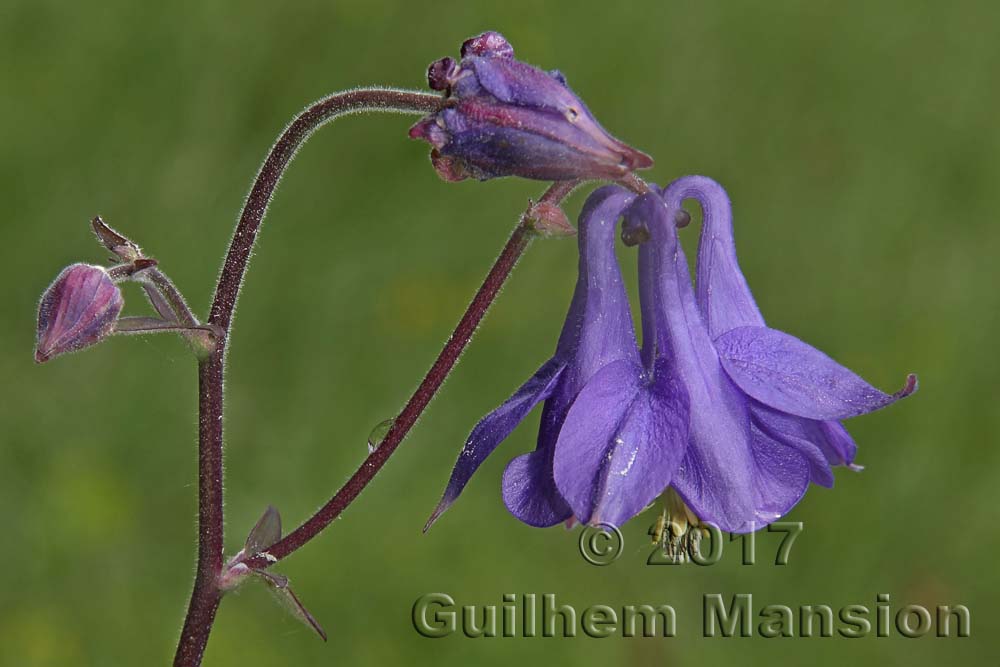 Aquilegia vulgaris