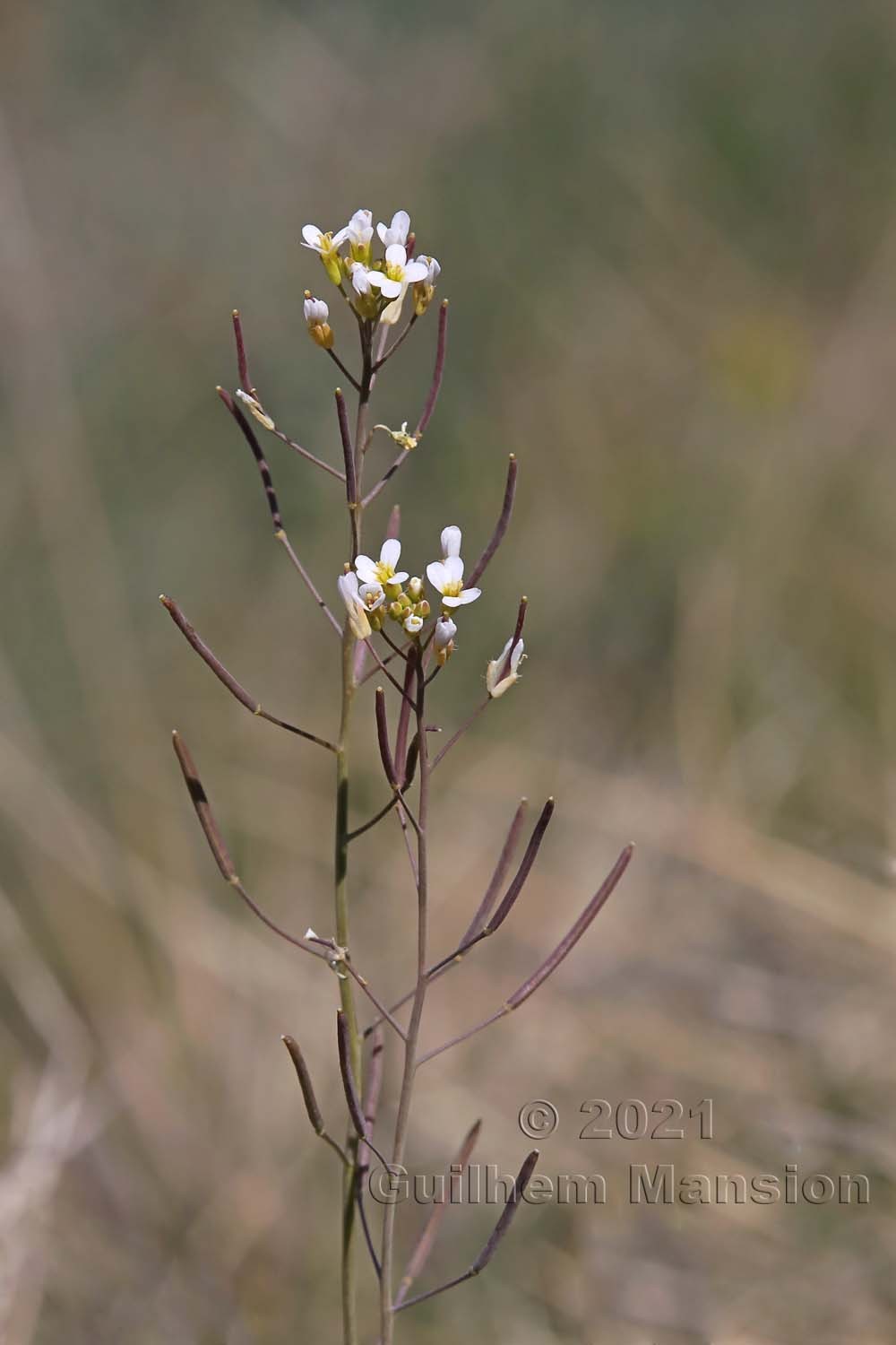 Arabidopsis thaliana