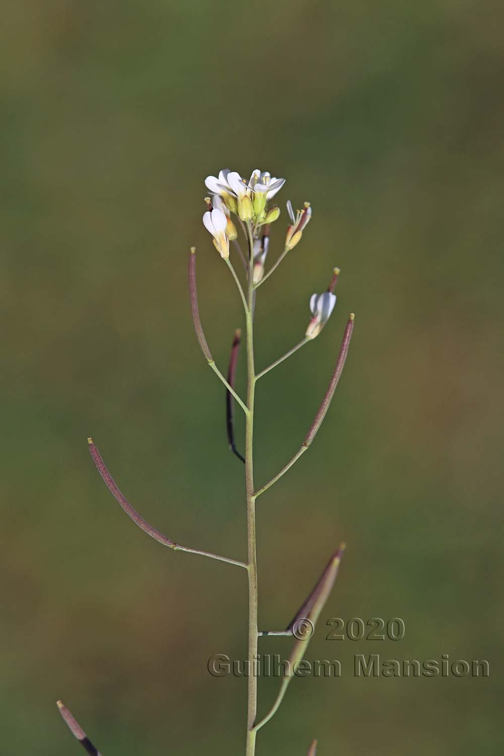 Arabidopsis thaliana