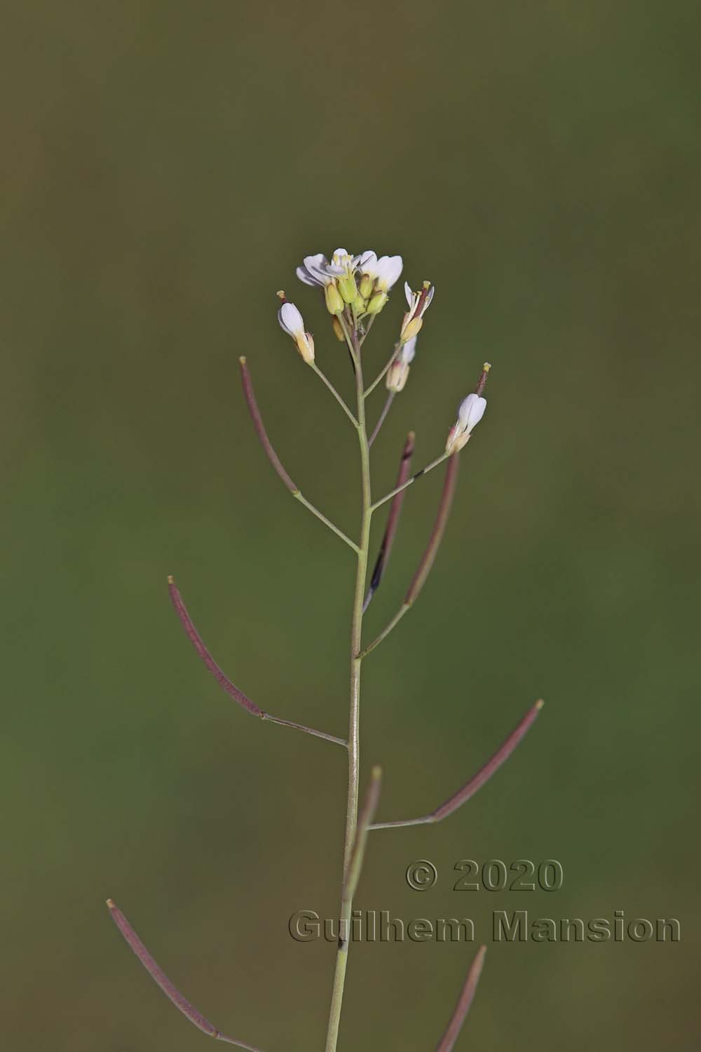 Arabidopsis thaliana