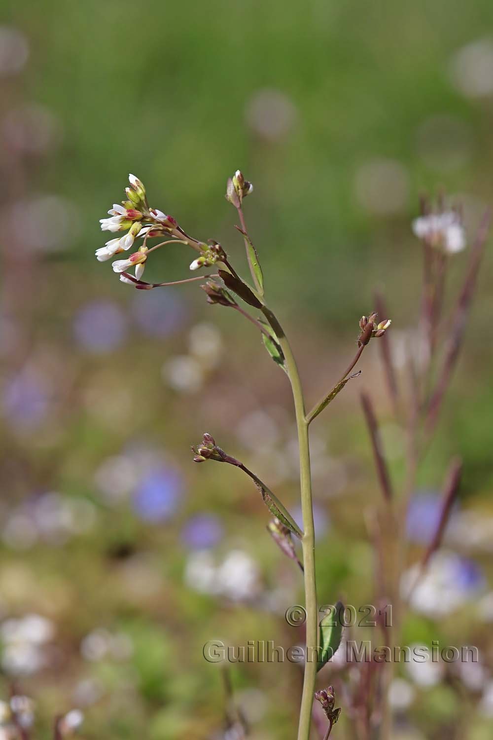 Arabidopsis thaliana