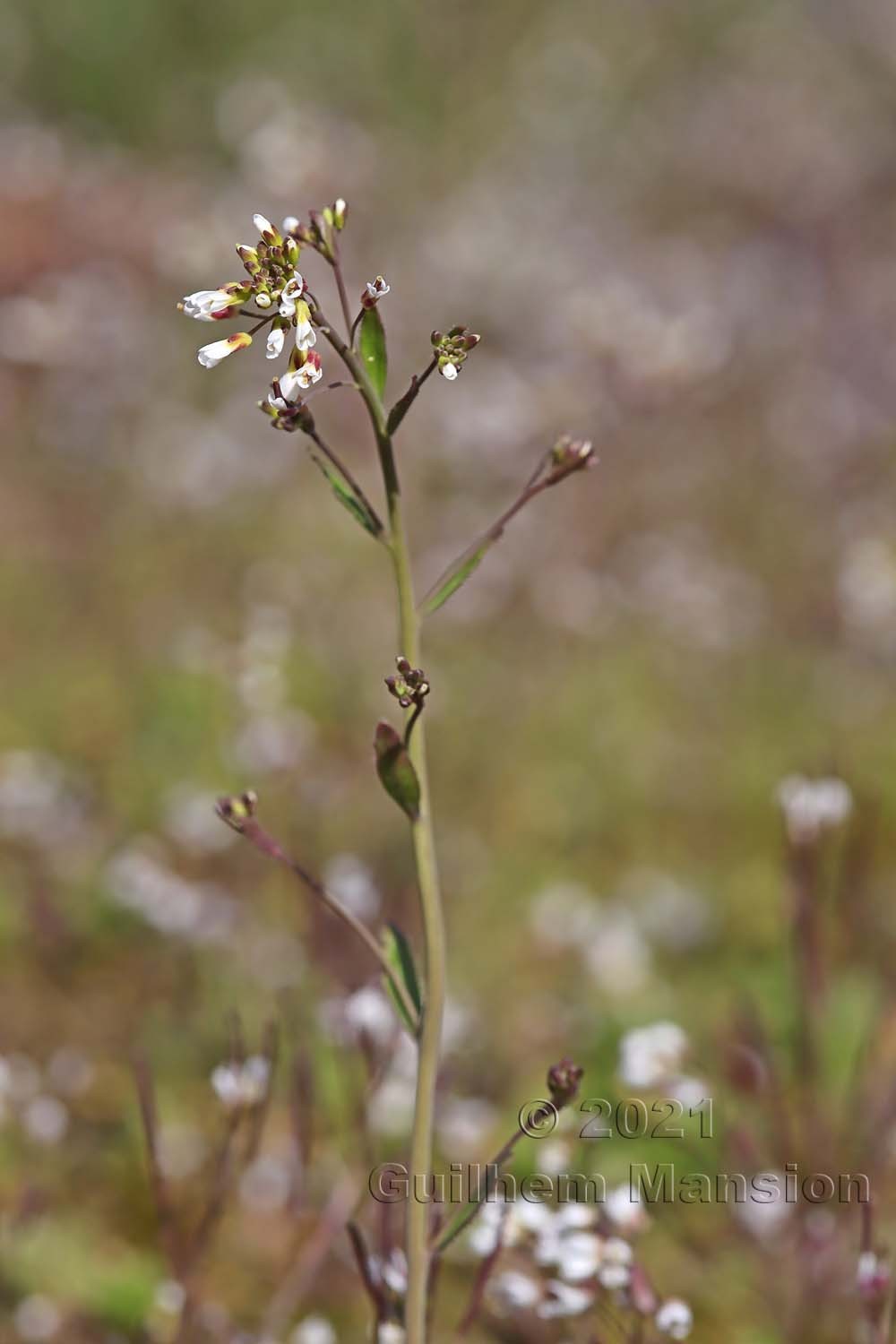 Arabidopsis thaliana