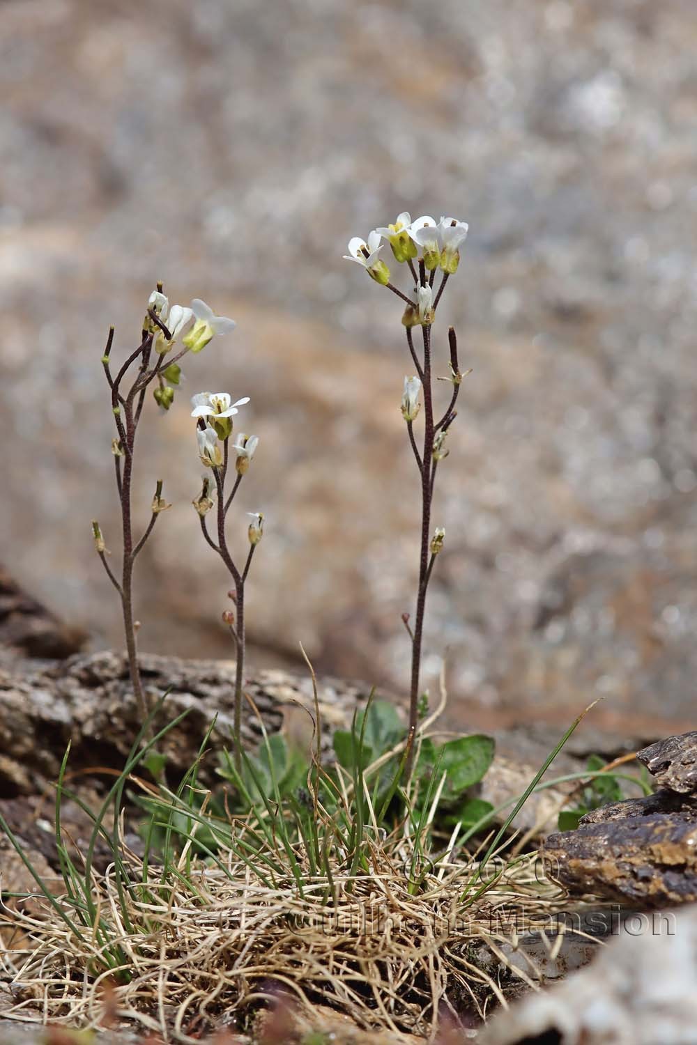 Arabis alpina