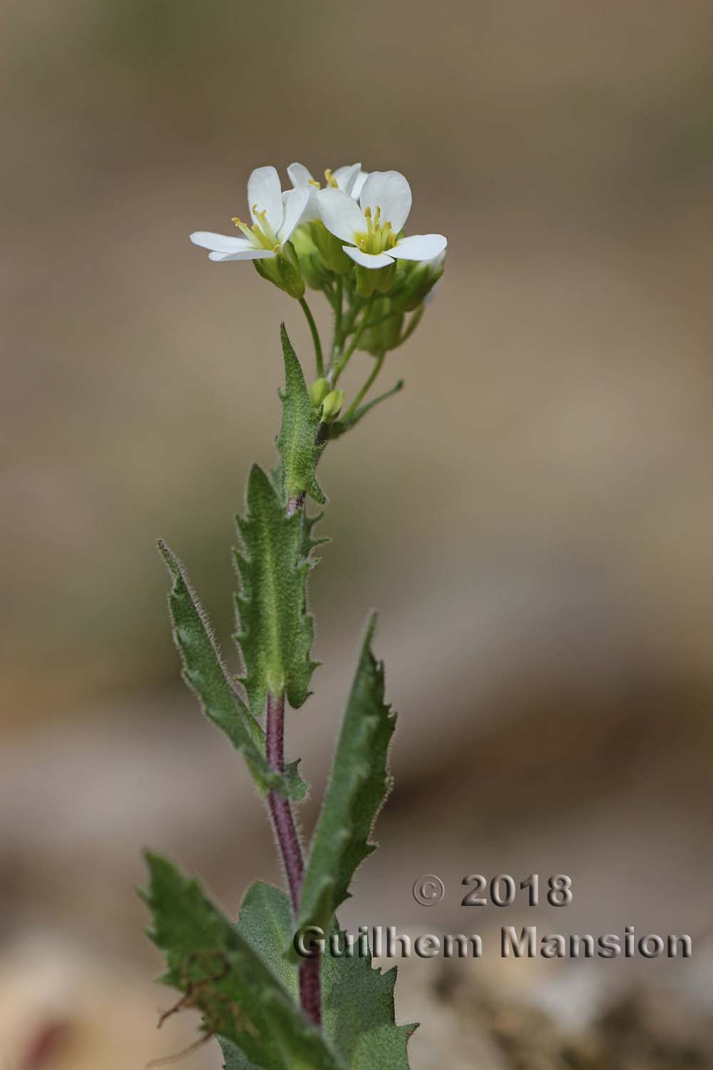 Arabis alpina