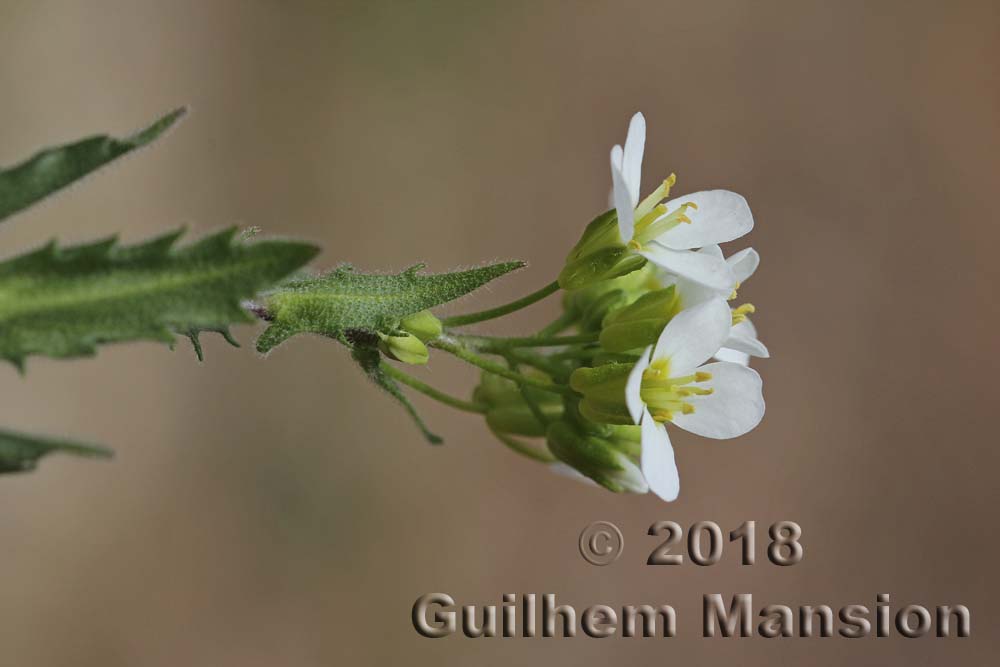 Arabis alpina