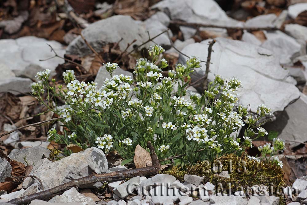 Arabis alpina