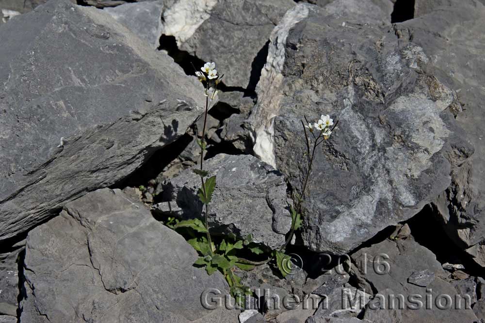 Arabis alpina