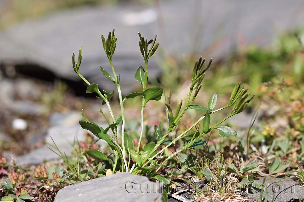 Cardamine alpina