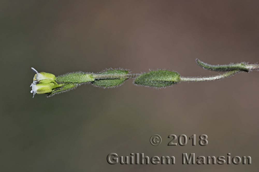 Arabis auriculata