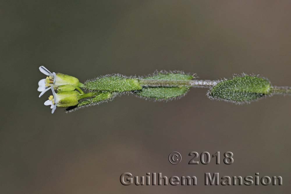 Arabis auriculata