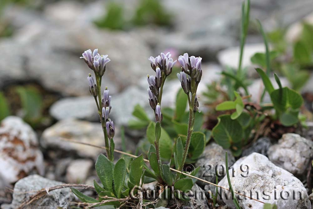 Arabis caerulea