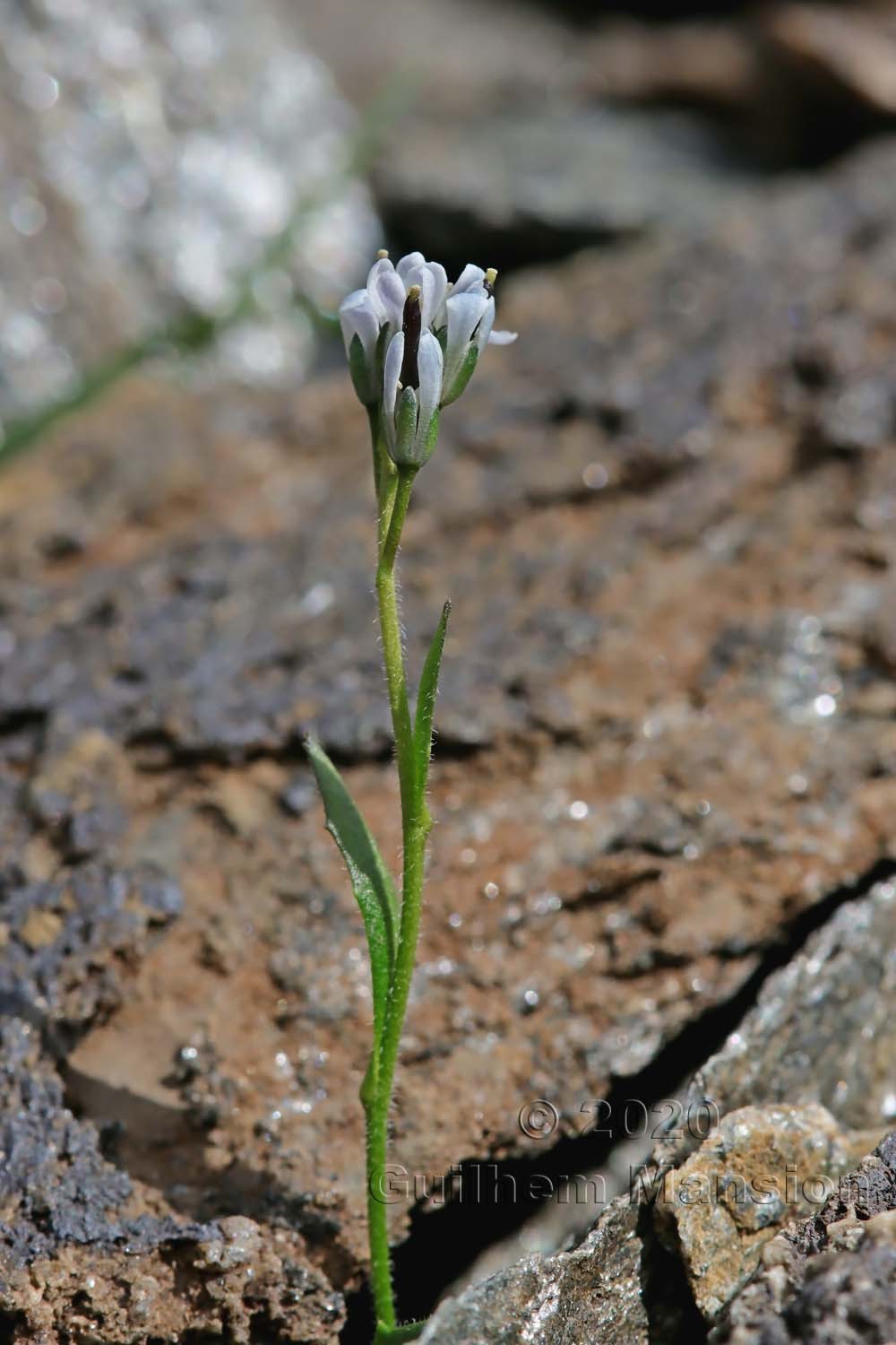 Arabis caerulea