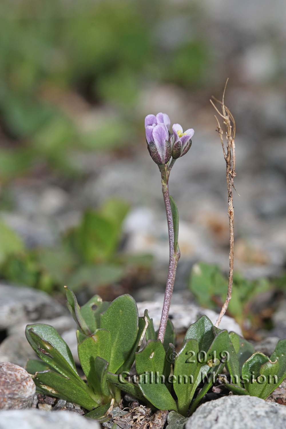 Arabis caerulea