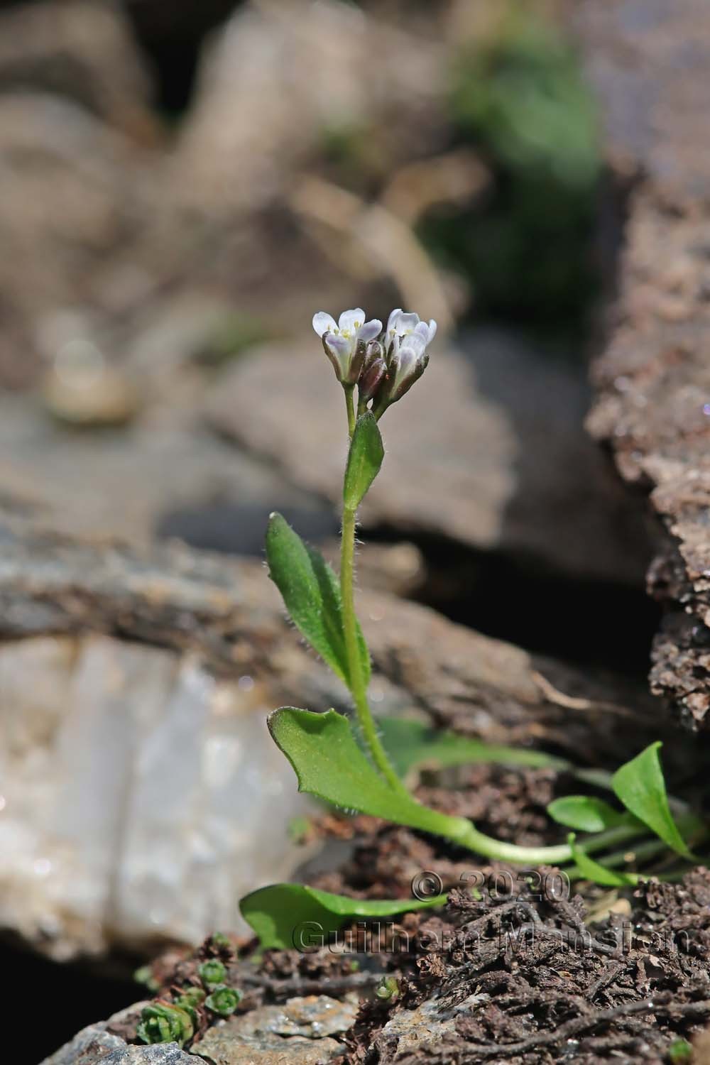 Arabis caerulea