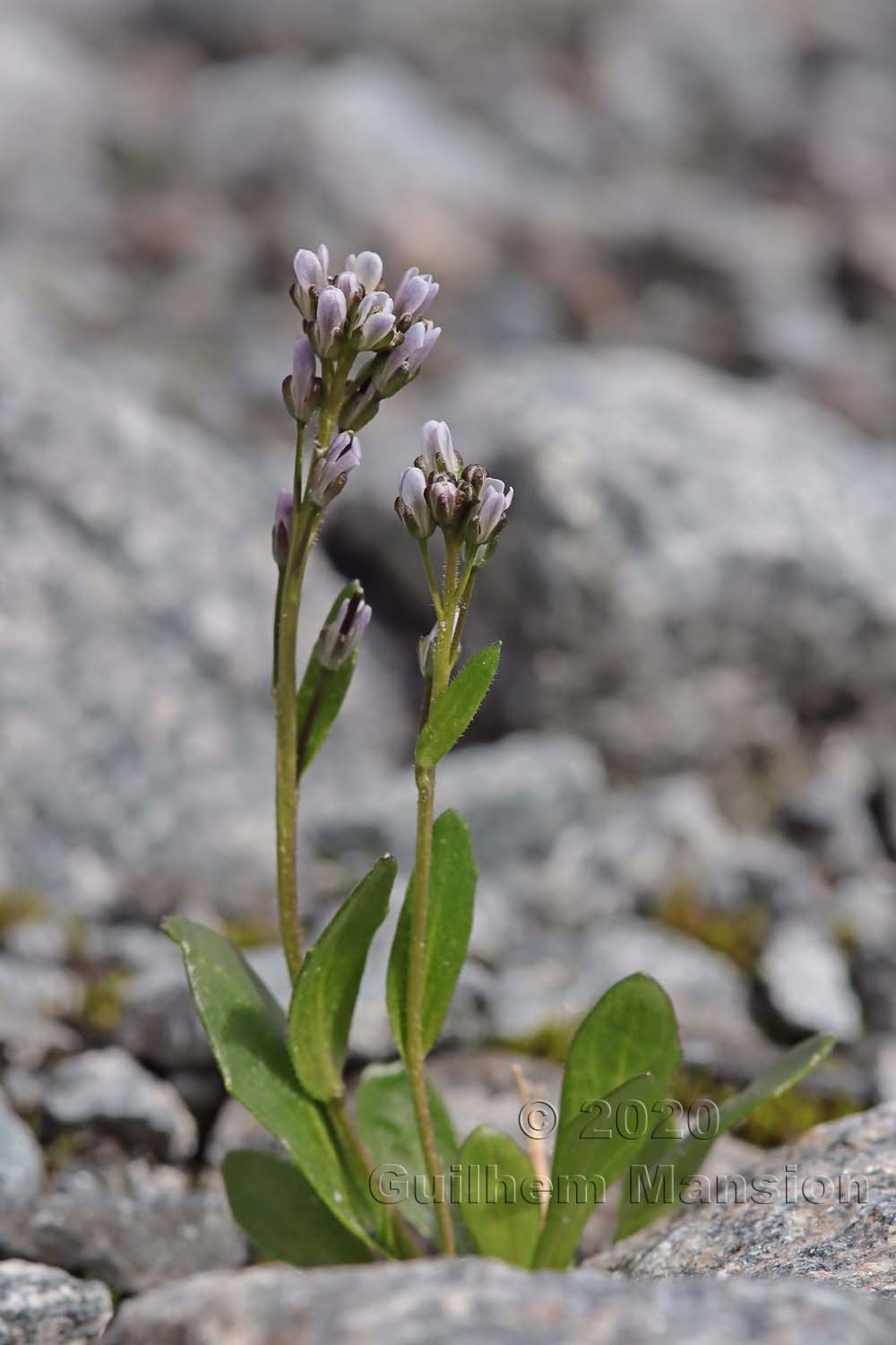 Arabis caerulea