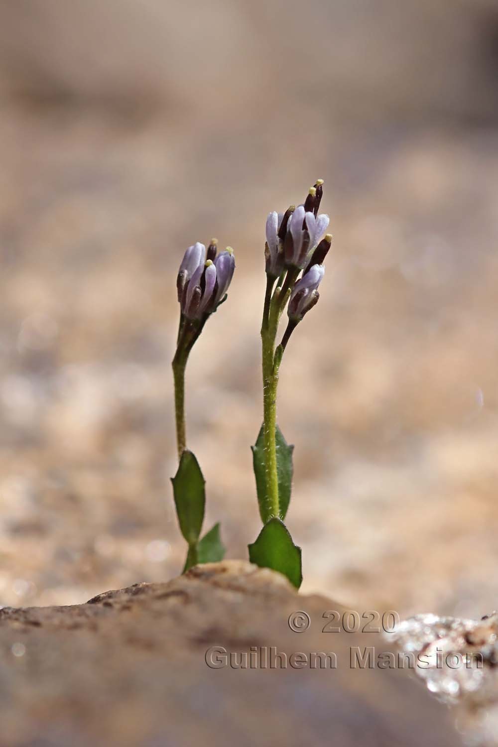 Arabis caerulea