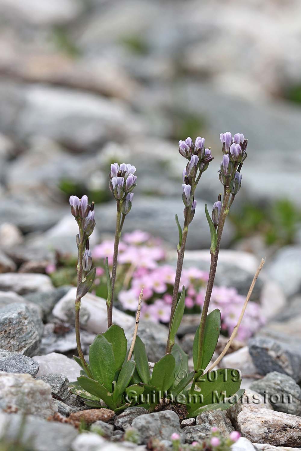 Arabis caerulea