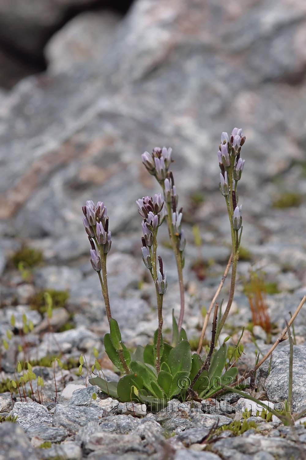 Arabis caerulea