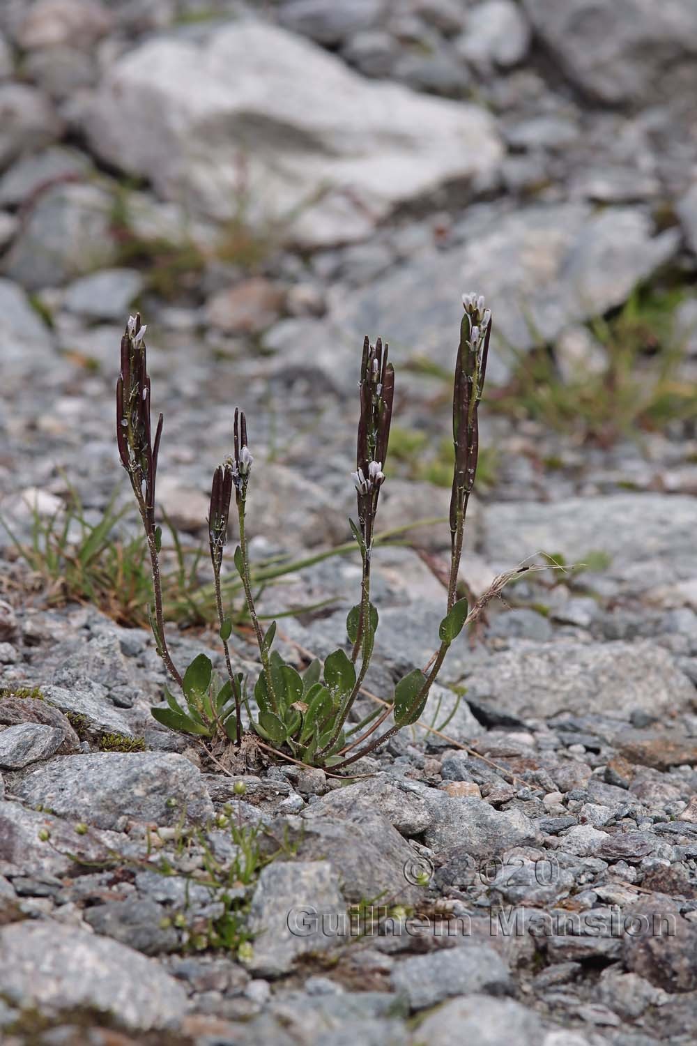 Arabis caerulea