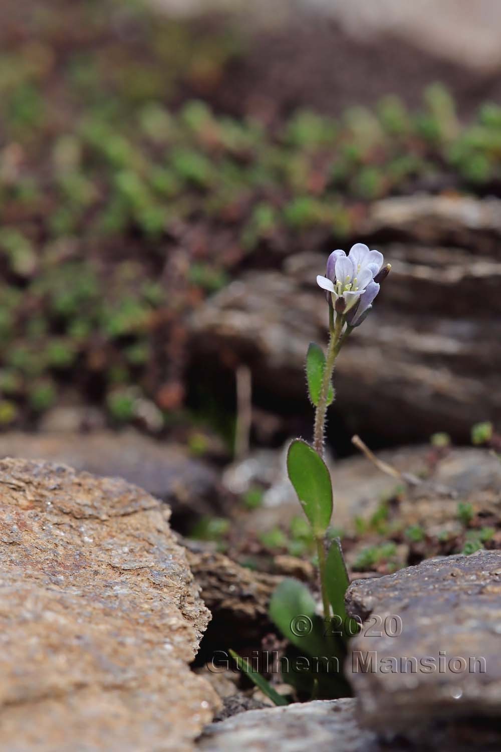 Arabis caerulea