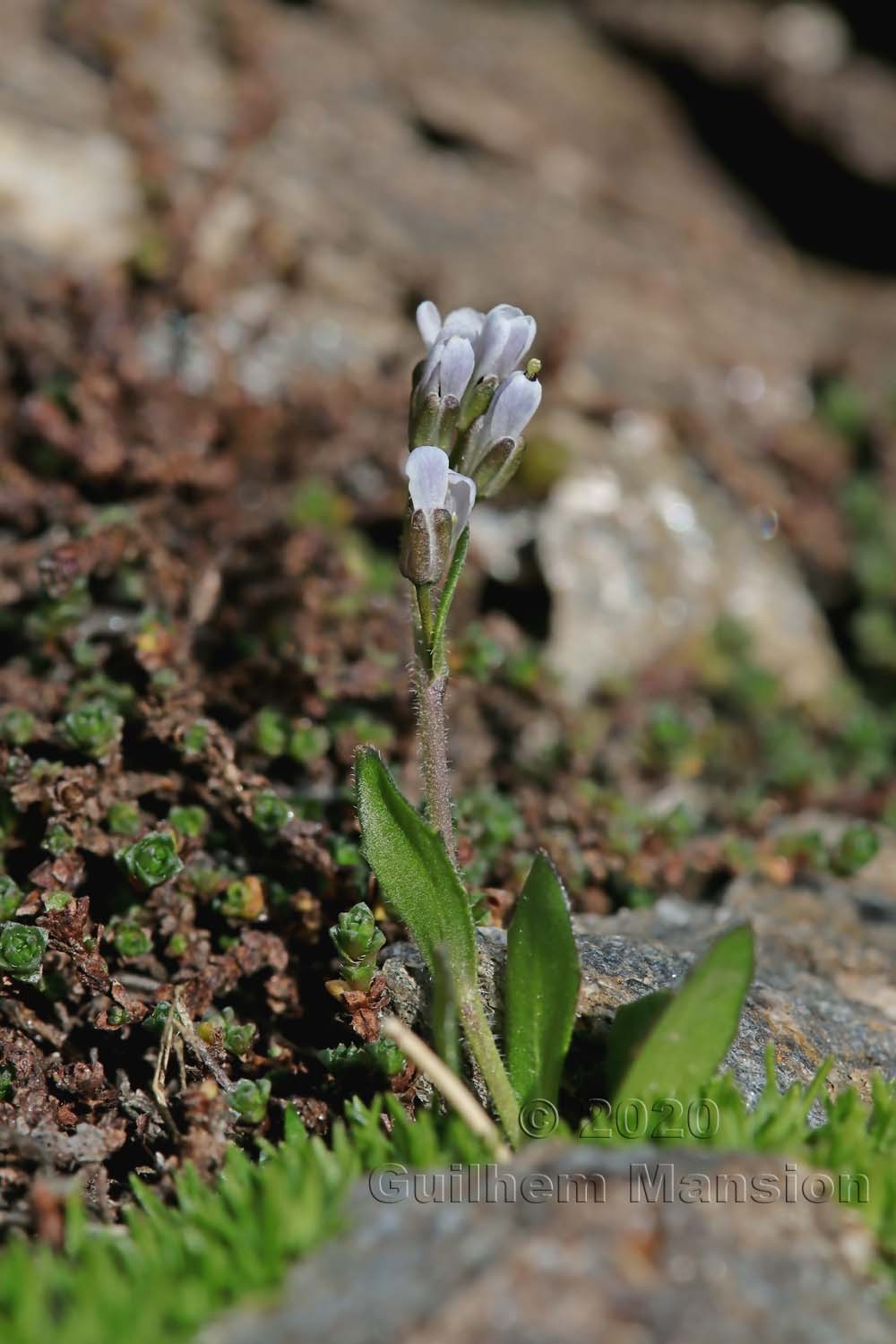 Arabis caerulea