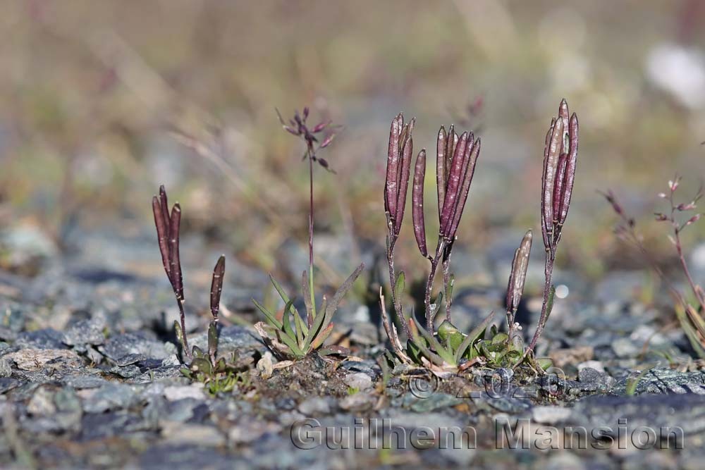 Arabis caerulea