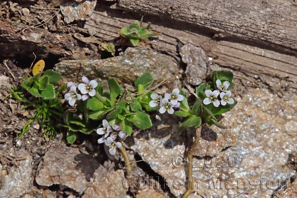 Arabis caerulea