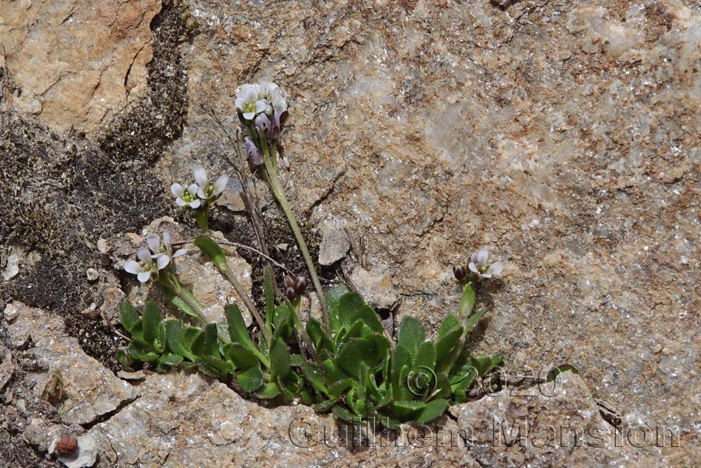 Arabis caerulea