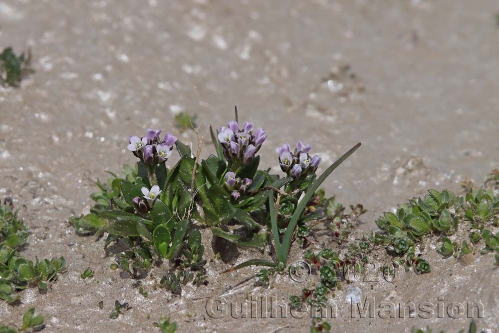 Arabis caerulea