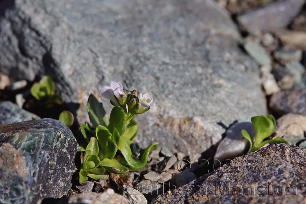 Arabis caerulea