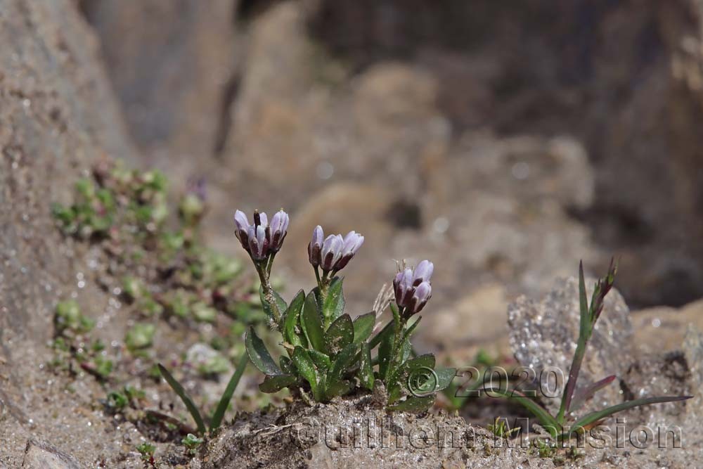 Arabis caerulea