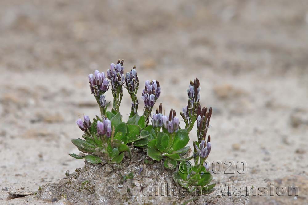 Arabis caerulea