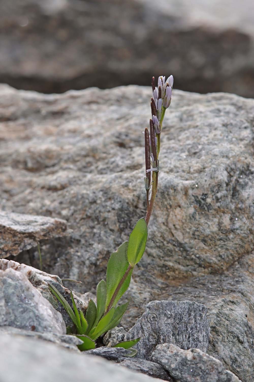 Arabis caerulea