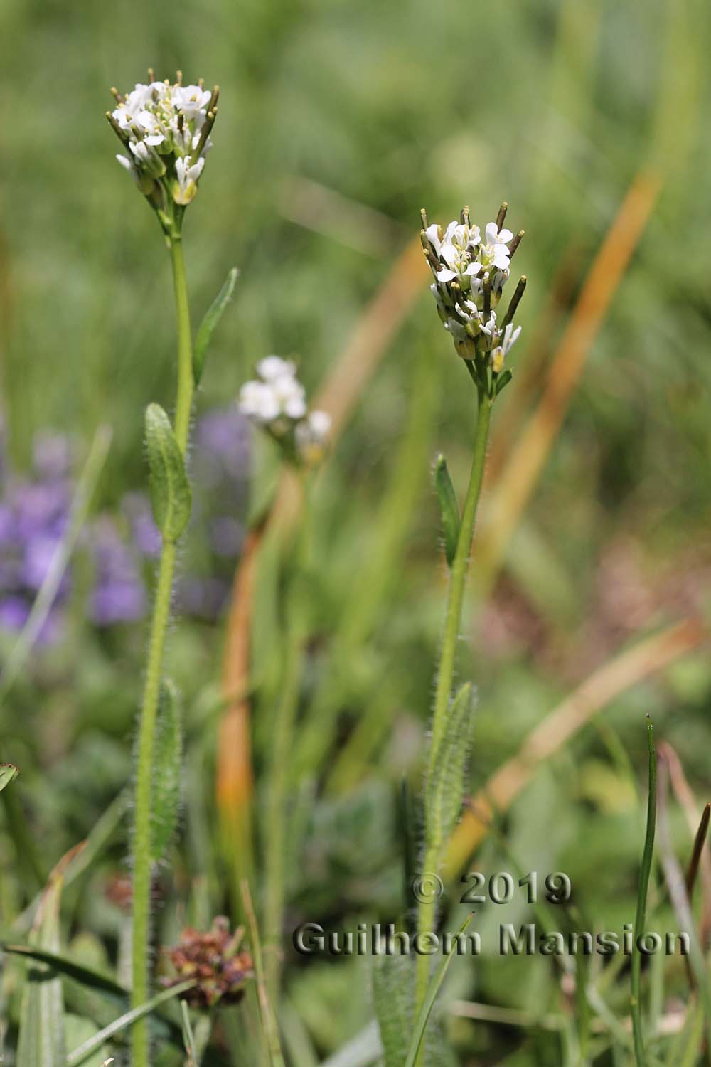 Arabis ciliata