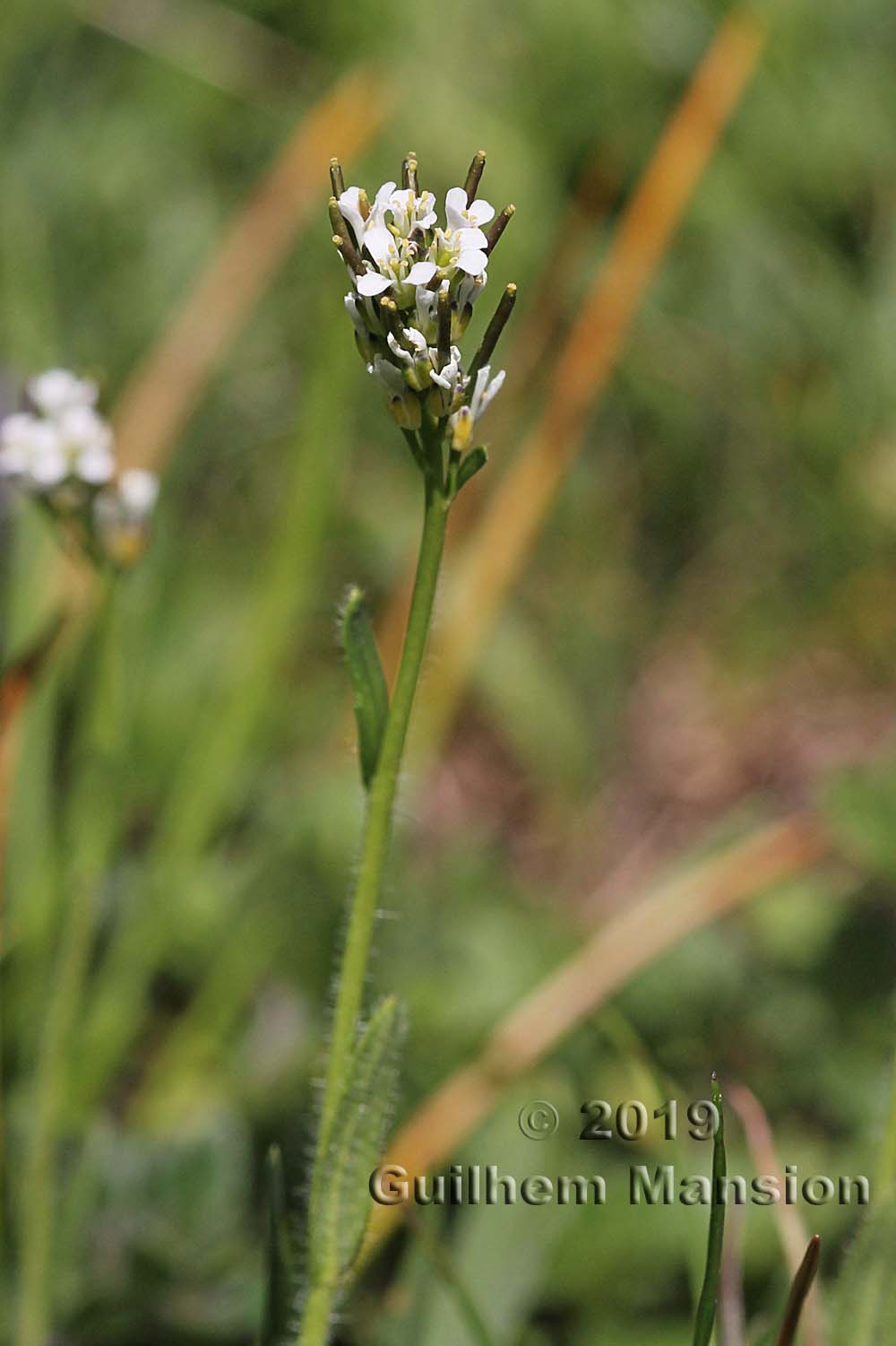 Arabis ciliata