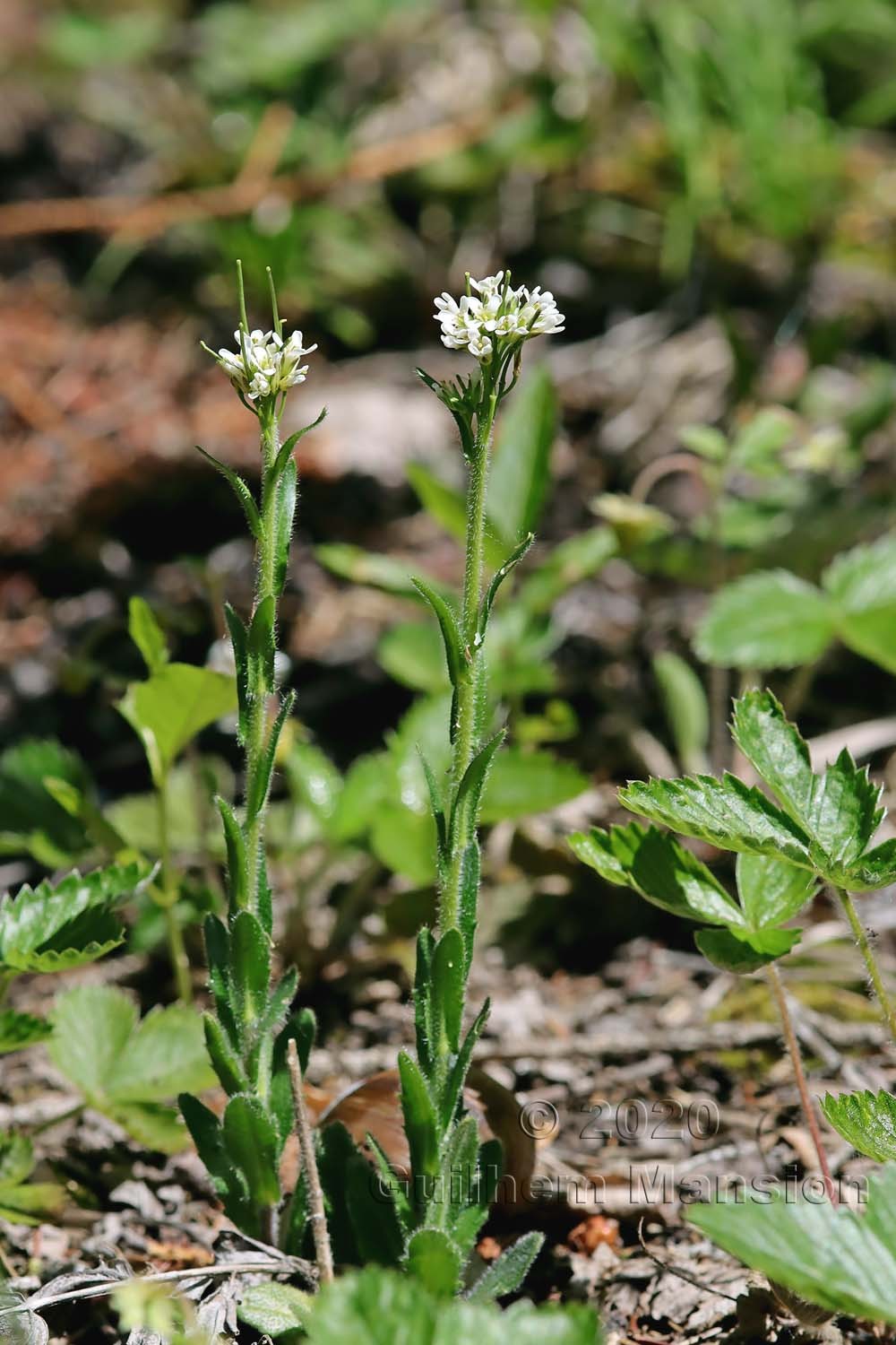 Arabis ciliata