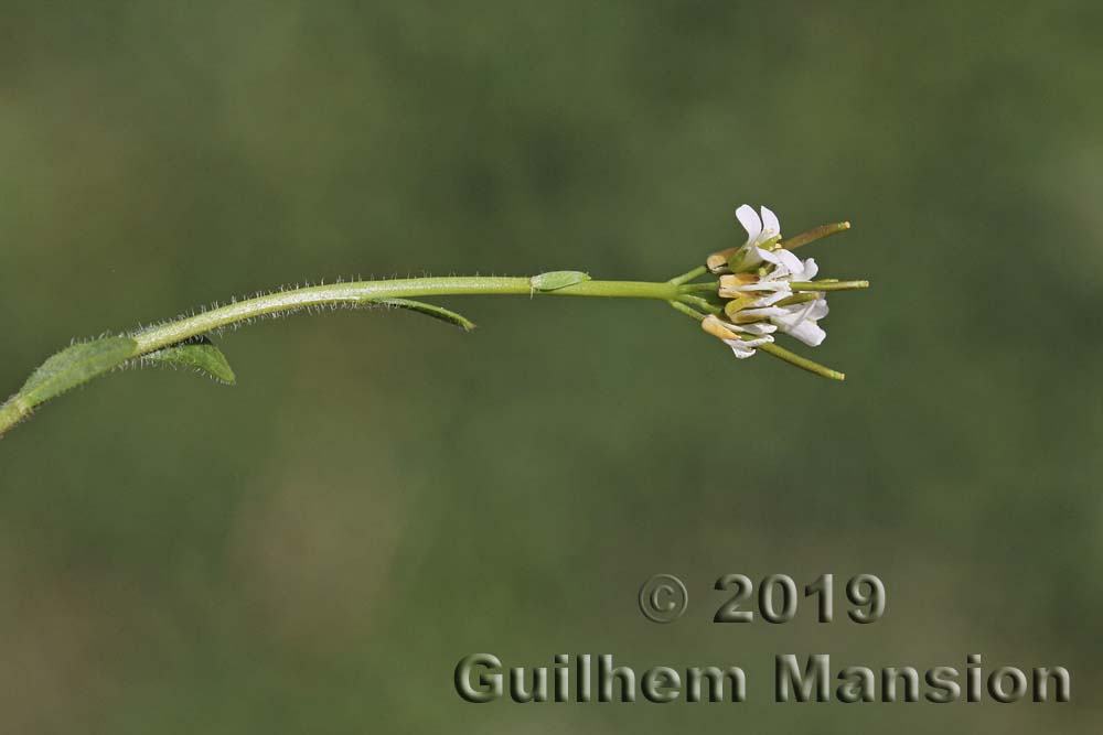 Arabis ciliata