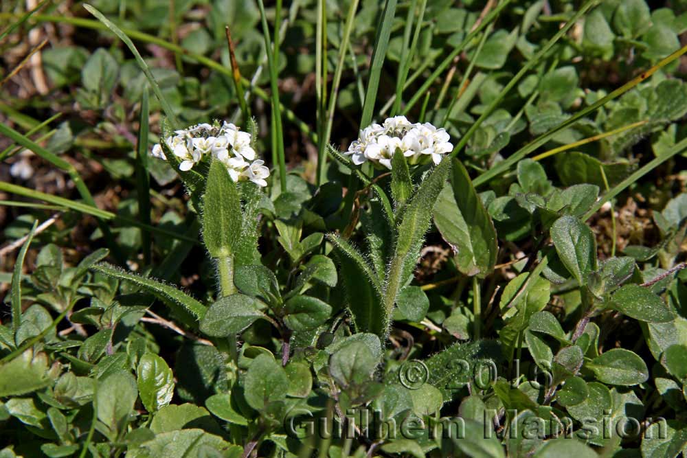 Arabis ciliata