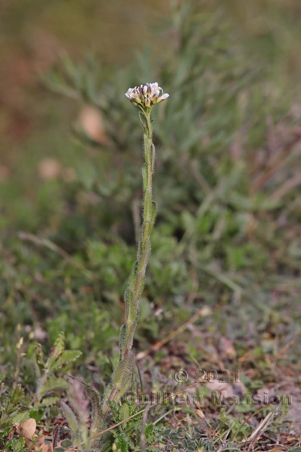 Arabis hirsuta