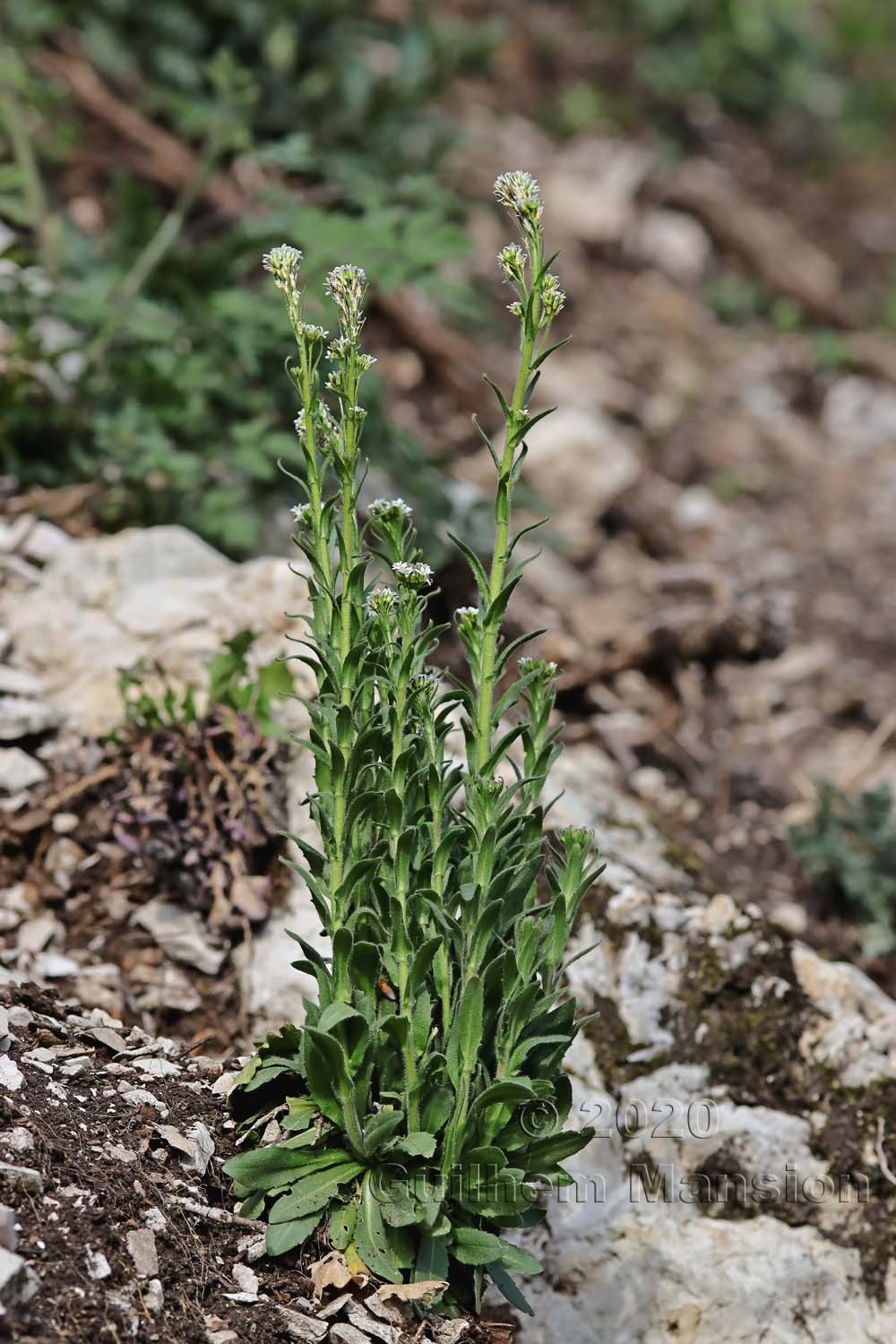 Arabis hirsuta