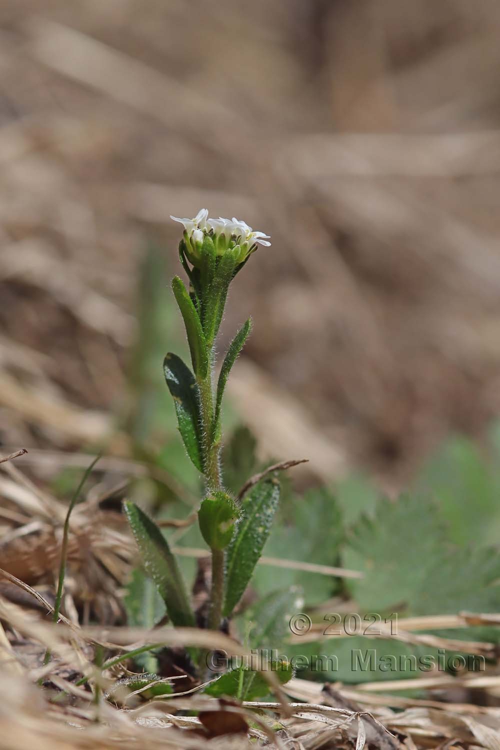 Arabis hirsuta